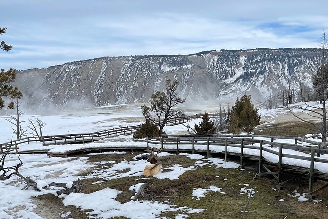 Private Jeep Tour of Yellowstone's Winter Wonderland - Common questions