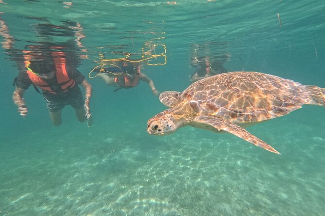Private Snorkeling With Sea Turtles in Akumal Beach - Common questions