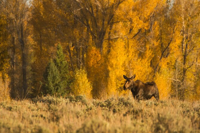 Private Sunset 4-Hour Grand Teton Wildlife Adventure - Customer Reviews & Ratings