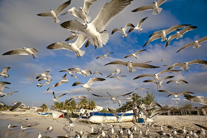 Private Tour Celestun Flamingo Watching and Beach - Booking Information