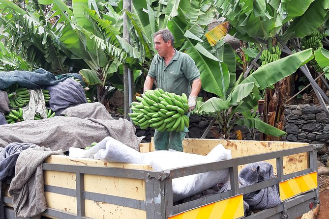 Private Tour of Banana Farm From Funchal - Farm Visit Details