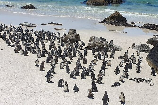 PRIVATE Tour Penguins, Cape Point FREE Lunch - Directions