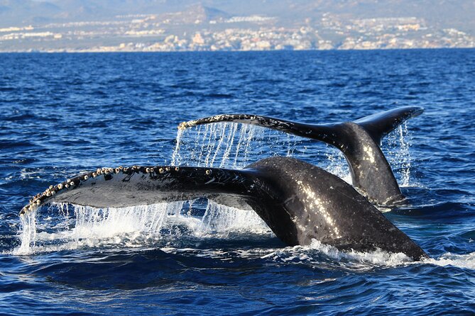 Private Whale Watching in San José Del Cabo - Pricing and Booking Details