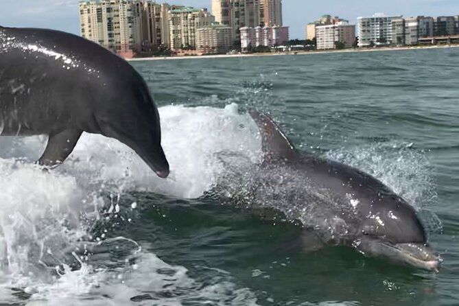 Private Wild Dolphin Boat Tour - Last Words