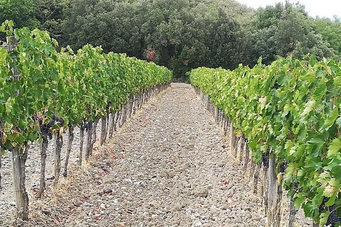 Private Winery Tour of Montepulciano, Pienza & Montalcino  - Arezzo - Common questions