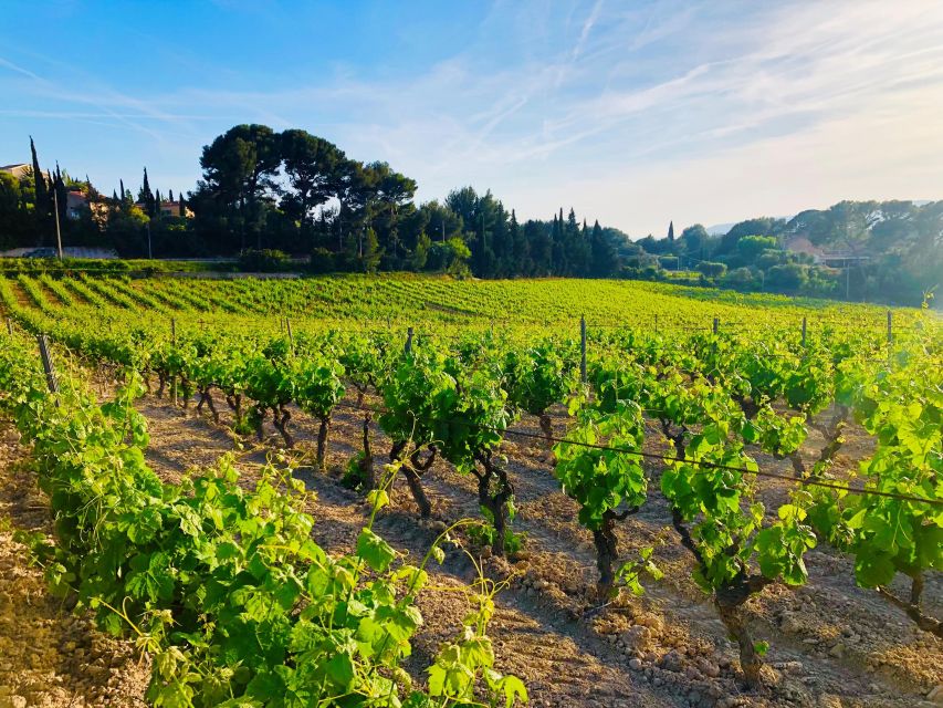 Provence, Vineyards & Lavender Fields Private Day Trip - Common questions