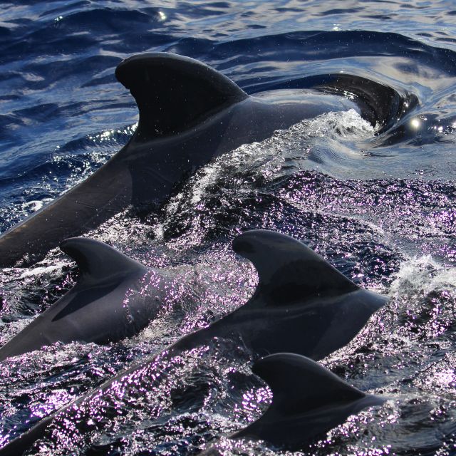 Puerto Colon : Whale & Dolphins Sailing Excursion - Common questions