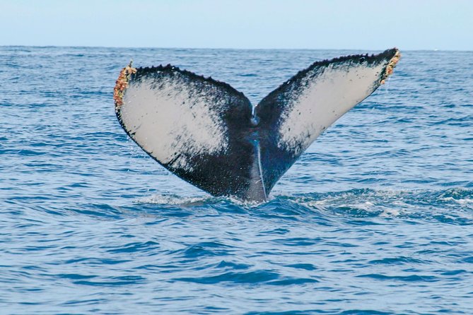 Puerto Vallarta Whale-Watching Tour - Tour Regulations
