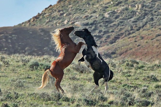 Red Canyon Mustang Tour 8am - Booking Information