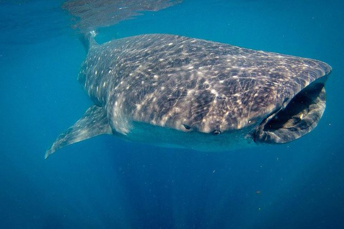 Reduced Group Whale Shark Tour - Common questions