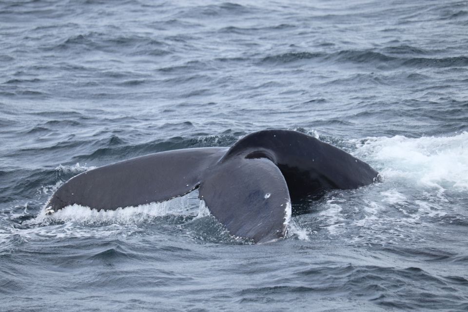 Reykjavik: Best Value Whale Watching Boat Tour - Last Words