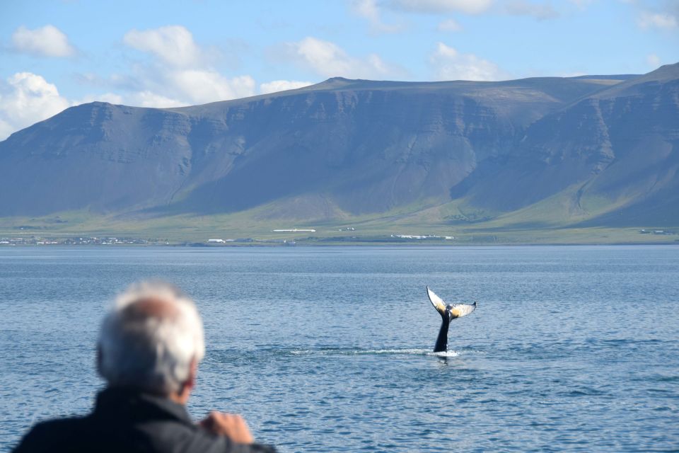 Reykjavik: Half-Day Whales and Puffins Cruise Combo Tour - Duration of the Tour
