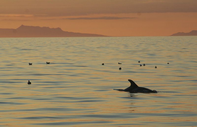 Reykjavik: Midnight Sun Whale Watching Tour - Common questions