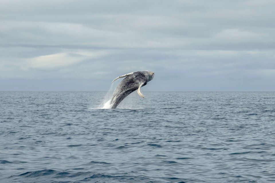 Reykjavik: Premium Whale Watching With Flexible Ticket - Tour Features