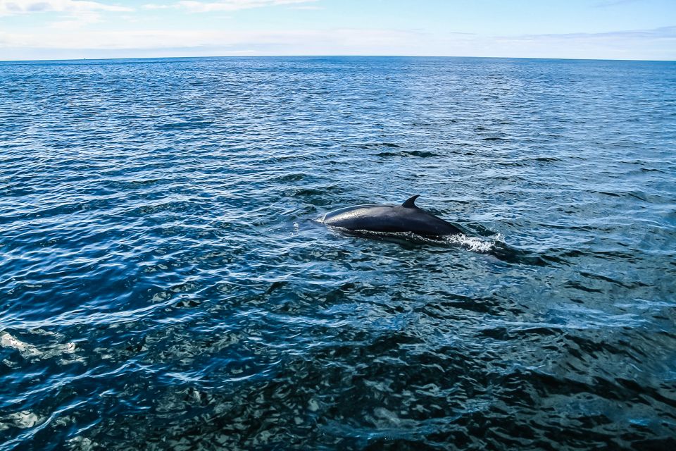 Reykjavík: Whale Watching and Marine Life Cruise - Common questions