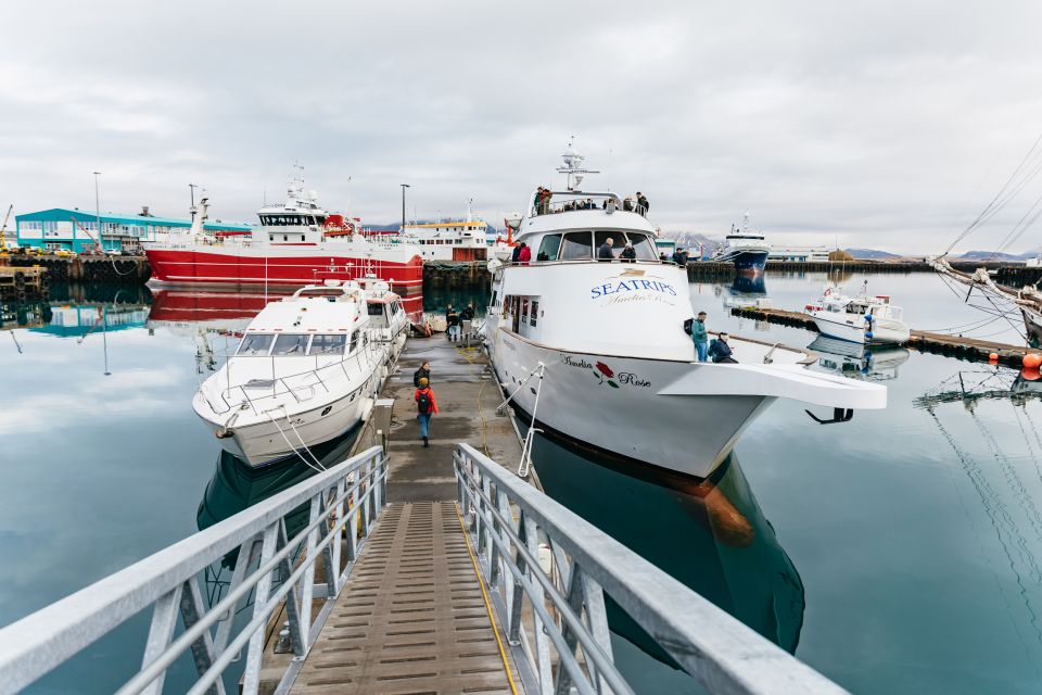 Reykjavík: Whale Watching Cruise on the Amelia Rose Yacht - Common questions