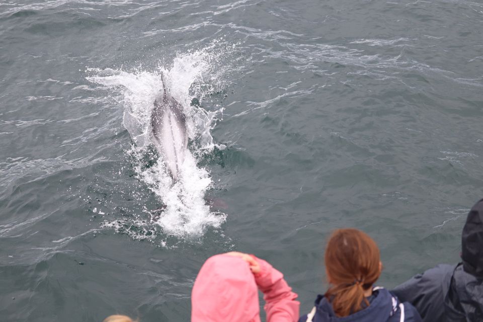 Reykjavik: Whale Watching & Northern Lights Combo Cruise - Common questions