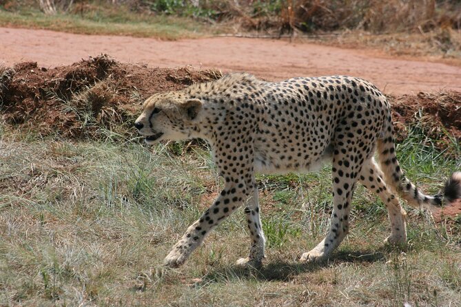 Rhino and Lion Park Guided Tour From Johannesburg - Visitor Reviews