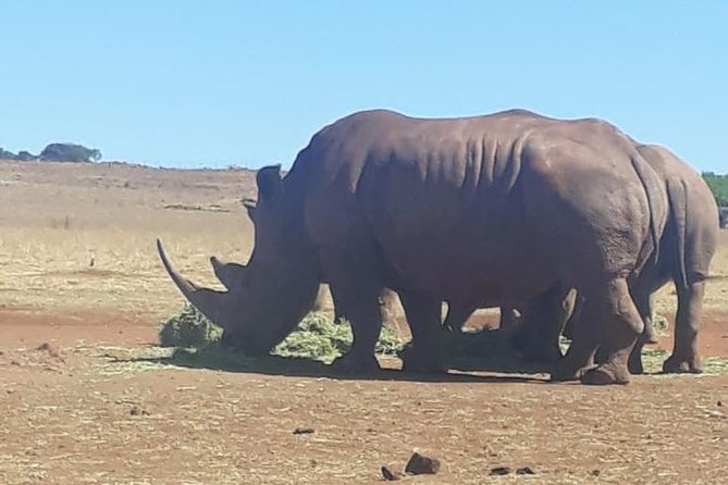 Rhino & Lion Nature Reserve - Copyright and Terms