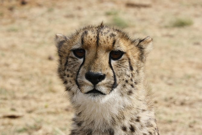 Rhino & Lion Park From Johannesburg - Transportation and Accessibility