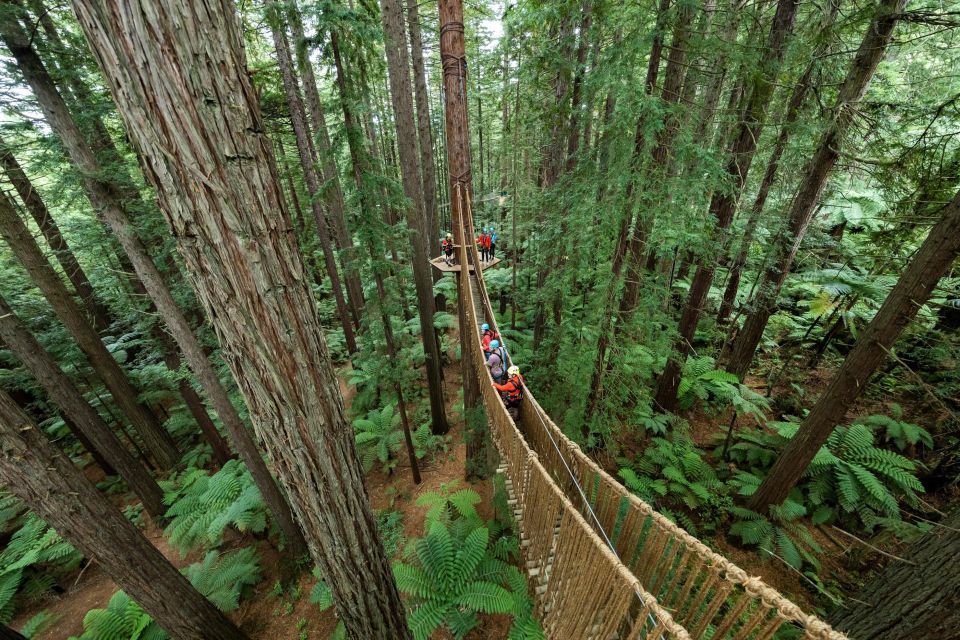 Rotorua: Redwoods Altitude & Day/Night Treewalk Combo - Last Words