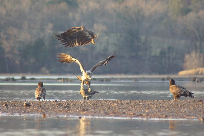 Sandhill Crane Kayak Tour With Chattanooga Guided Adventures - Last Words