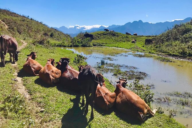 Sapa Trekking Trail 1 Day - Mountain & Terraced Rice Valley View - Tips for a Memorable Trekking Experience