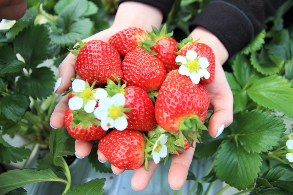 Seoul: Pick Strawberry, Nami & K-Garden (Optional Railbike) - Last Words