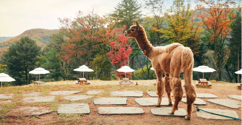 Seoul: the Painter Show With Nami Island or Alpaca World - Common questions