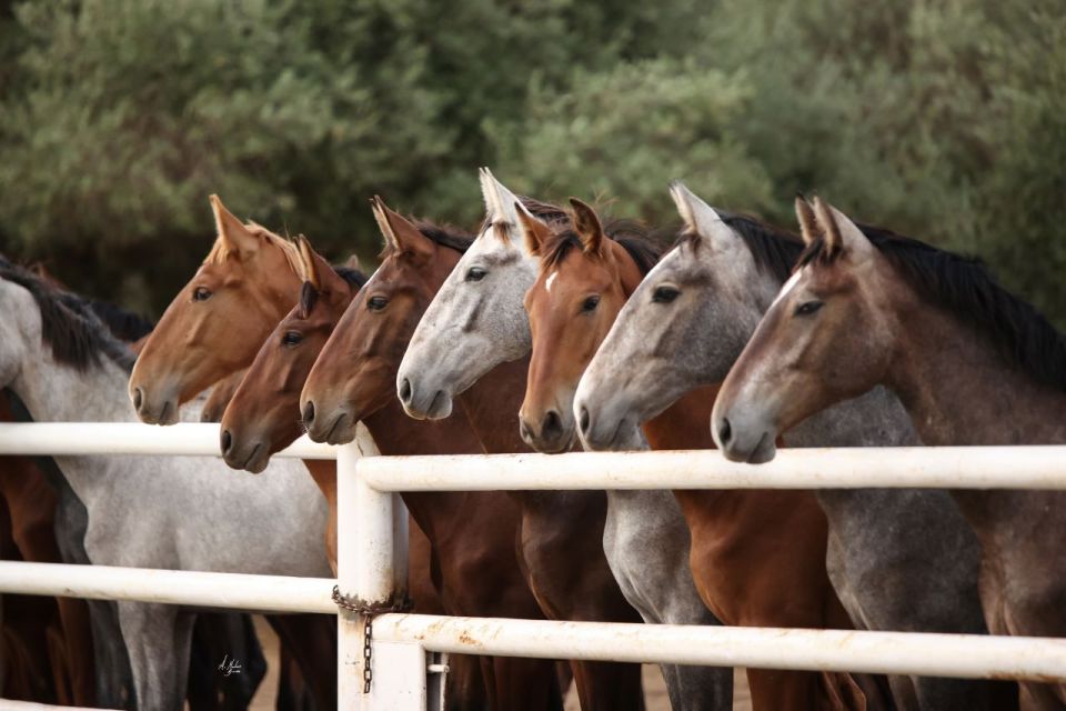 Seville: Horse Show Entry Ticket. Optional Stud Farm Visit - Traveler Types