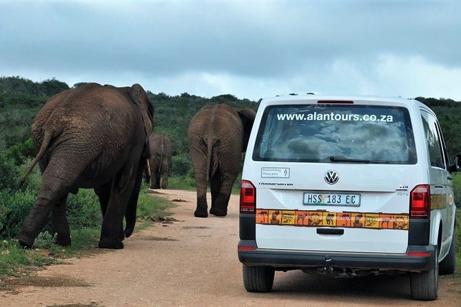 Shore Excursion Cruise Ships Port Elizabeth, Addo Elephant Park - Directions and Booking Process