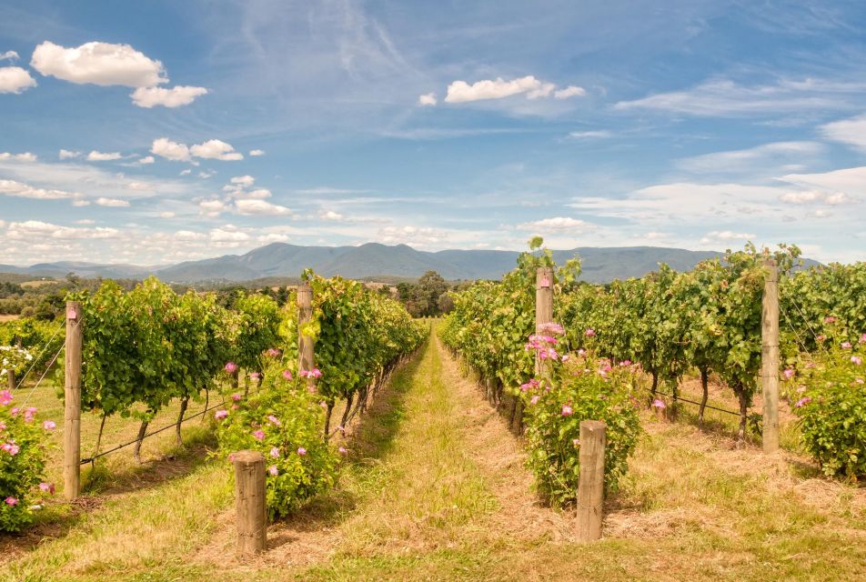 Sip and Savor: Private Yarra Valley Wine Tour From Melbourne - Common questions