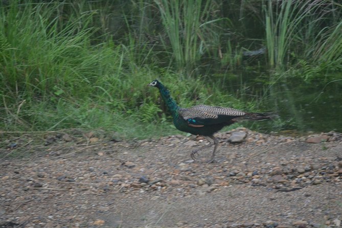 Small-Group 3-Day Safari, Chitwan National Park From Kathmandu - Last Words