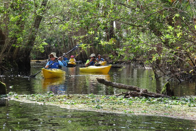 Small Group Blackwater Creek Scenic River Kayak Tour With Lunch - Ideal Participant Profile