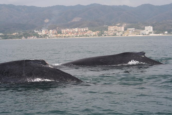 Small-Group Half-Day Whale-Watching Tour in Puerto Vallarta - Customer Reviews