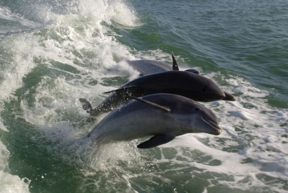 St. Pete Beach: Dolphin Racer Cruise by Speedboat - Inclusions