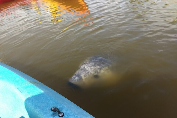 Sunset Kayaking Tour at Manatee Cove With Manatee & Dolphin Sightings - Last Words