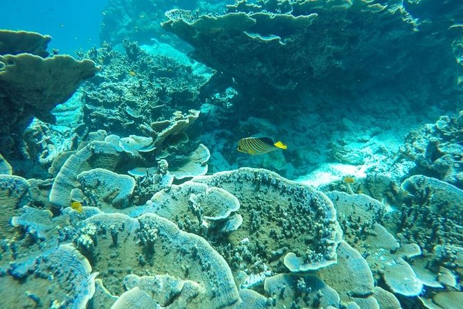 Surin Islands Speedboat Snorkeling Tour From Phuket - Last Words