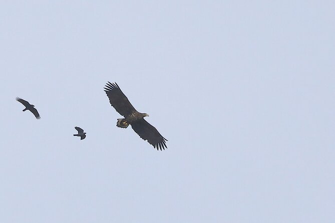 Sussex Birdwatching Private Guided Day Tour - Last Words