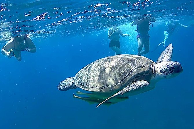 Swim Alongside Sea Turtles in Abu Dabbab, Marsa Alam  - Safaga - Common questions