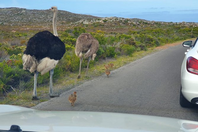 Table Mountain, Penguin and Cape of Good Hope - Additional Information