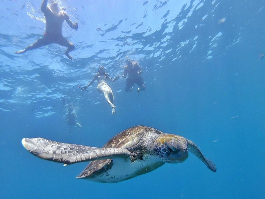 Tenerife: Kayak Safari and Sea Turtle Snorkeling - Common questions