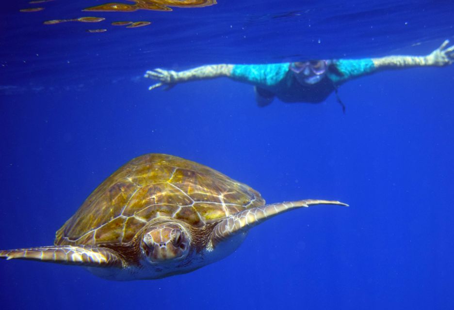 Tenerife: Kayaking and Snorkeling With Turtles - Wildlife Encounters