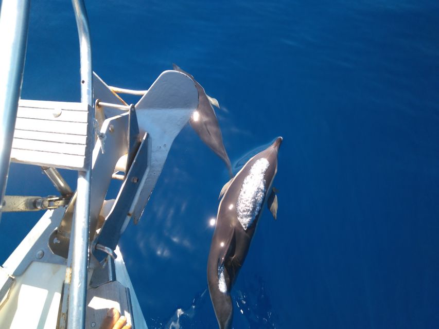 Tenerife: Teide National Park and Dolphins Sailboat Tour - How to Book