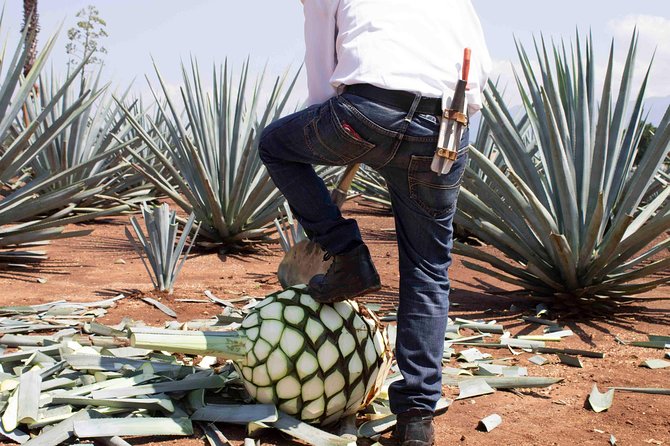 Tequila Distillery Experience, Jose Cuervo & Tequila Magic Town - Common questions