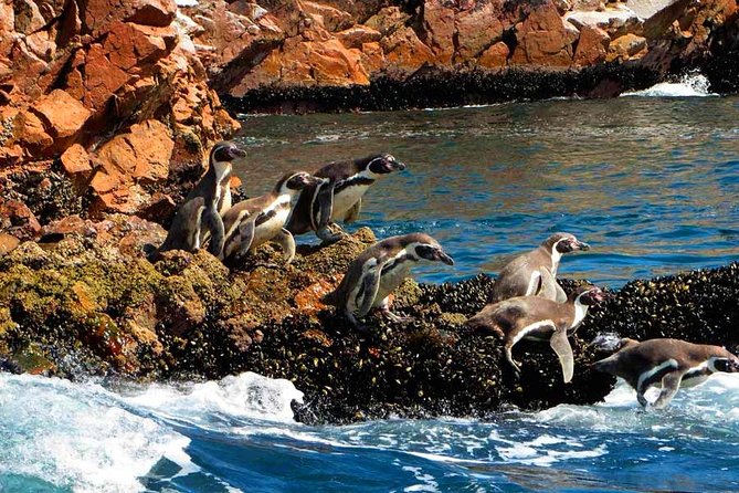 The Ballestas Islands Tour & Paracas National Reserve - From Lima - Common questions