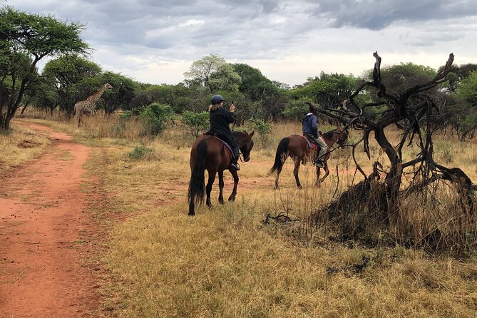 Thrilling Joburg Horseback Safari & Sky-High Cable Car Adventure - Last Words