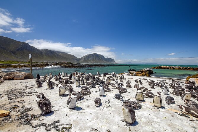 Top 10 Super Tour: Table Mountain, Penguins & Cape of Good Hope Small Group Trip - Engaging Guide Interactions