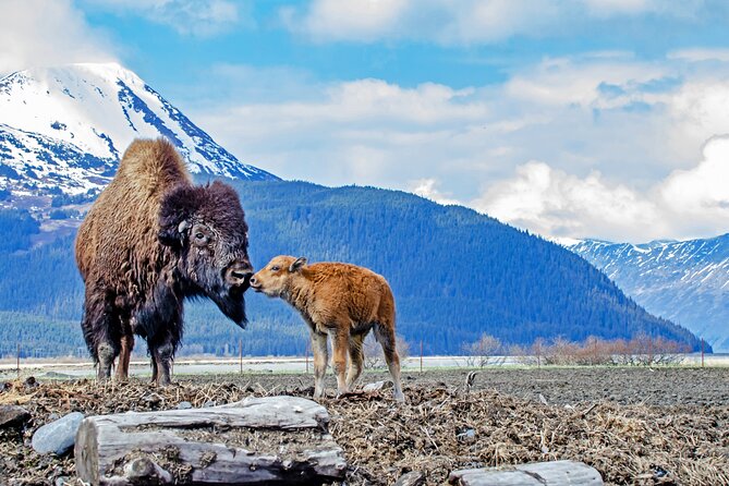 Turnagain Arm Sightseeing Experience and Wildlife Tour - Last Words