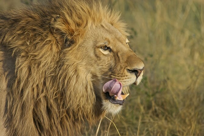 Unforgettable Lion Safari Adventure From Johannesburg - Common questions